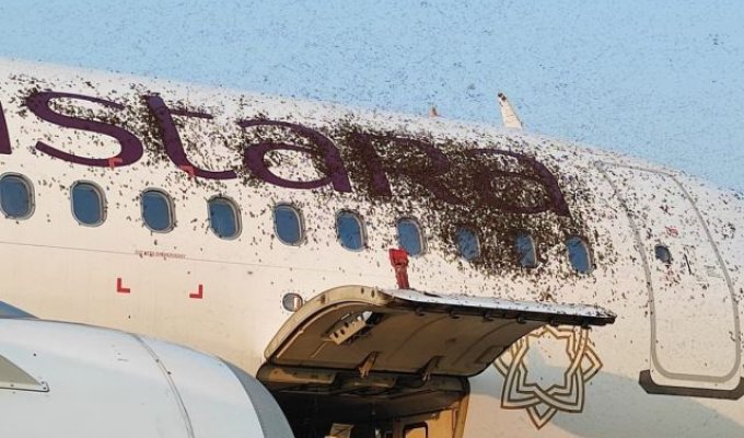 В Индии в аэропорту Калькутты пожарные спасали самолет от роя пчел (фото + видео)
