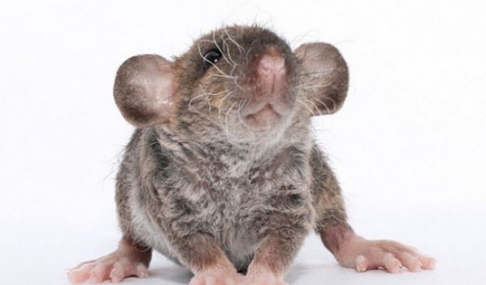 Немного фактов о крысах (2 фото)