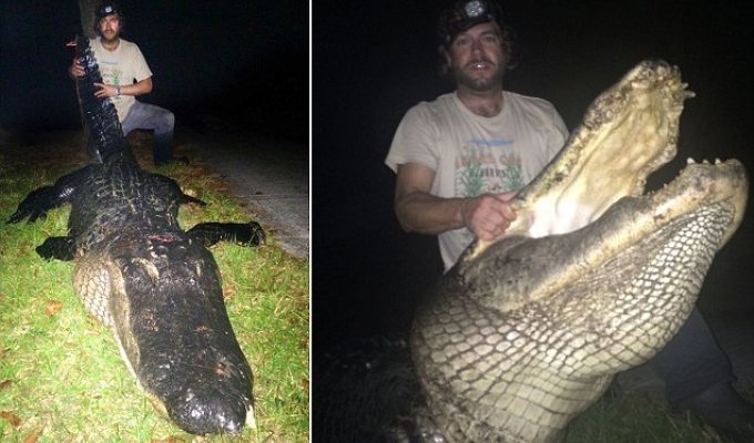 Огромного 320-килограммоваго аллигатора убил охотник (7 фото)