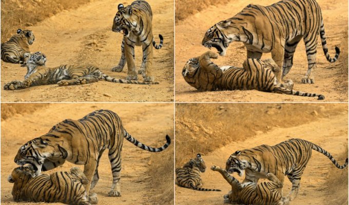 Тигрица провела воспитательную работу с тигренком (11 фото)