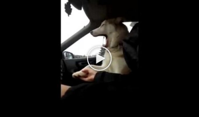 Забавная собака в машине