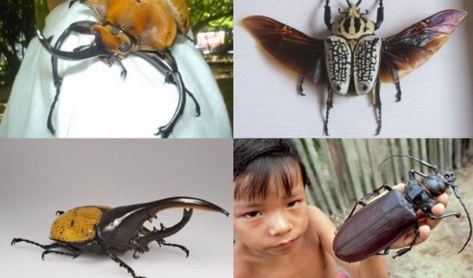 Гигантские жуки нашей планеты (7 фото)