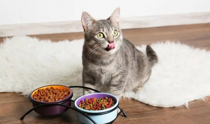 Характеристики хорошего корма для кошек