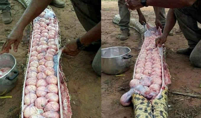Африканцы без суда и следствия вскрыли беременную гигантскую змею (5 фото)