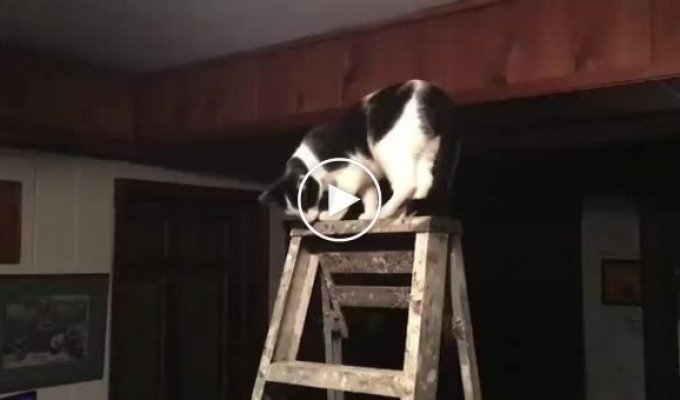 Спрыгнувшая со стремянки кошка оставила хозяина без телевизора