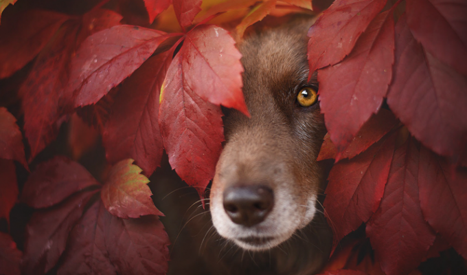 Как собаки наслаждаюся осенью (15 фото)