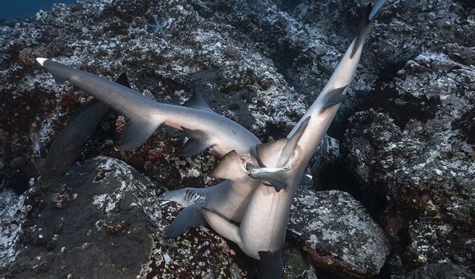 Редкие фото акул в момент страсти (6 фото)
