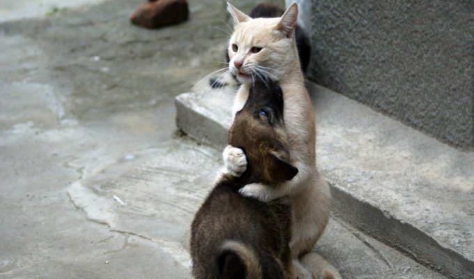 Кошки против собак (15 фото)
