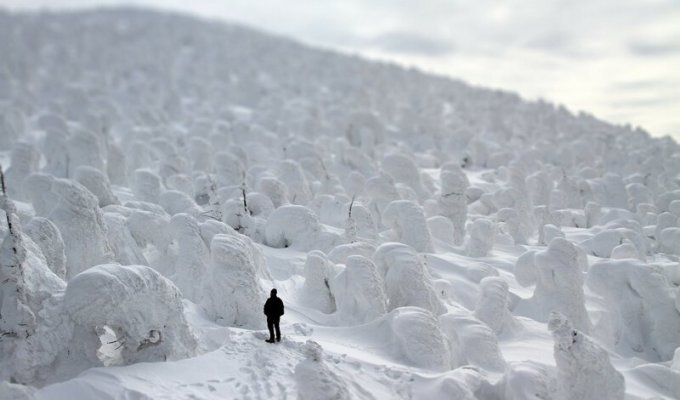 Cнежные монстры на горе Дзао в Японии (11 фото)