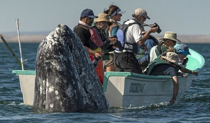 Смешной момент: кит обхитрил туристов и появился прямо у них за спиной (9 фото)