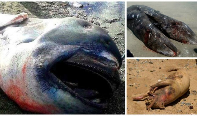 15 таинственных существ, выброшенных из океана на берег (16 фото)