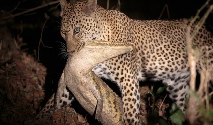 Приятного аппетита: как африканский леопард полакомился 2-метровым крокодилом (4 фото)