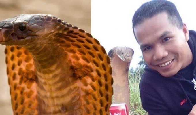 Смертельный поцелуй: «Заклинатель змей» погиб от укуса кобры (3 фото + 1 видео)