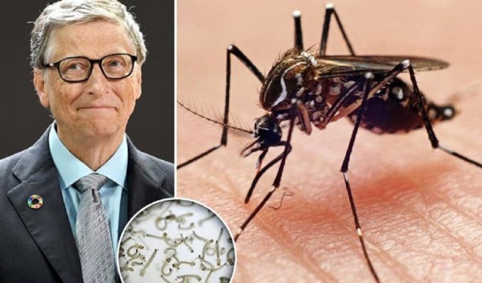 Билл Гейтс потратил $5 миллионов на выведение москитов, борющихся с малярией (7 фото)