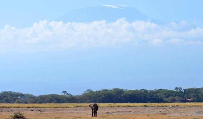 Национальный парк Амбосели. Животные на фоне Килиманджаро (28 фото)