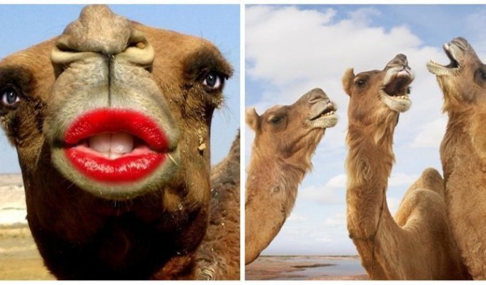Верблюдов из-за ботокса дисквалифицировали на конкурсе красоты в Саудовской Аравии (6 фото + 1 видео)