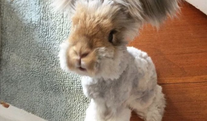 Кролик Уолли на пике популярности (7 фото)