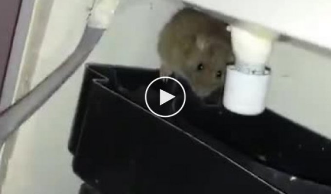 Как избавиться от случайно забежавшей в гости крысы