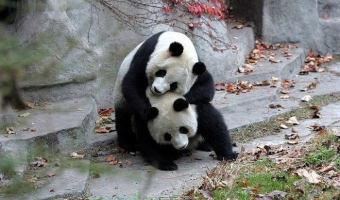Забавные панды (39 фотографий)