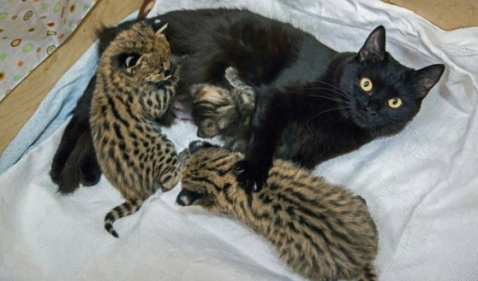 В Новосибирском зоопарке две домашние кошки стали приёмными мамами (9 фото)