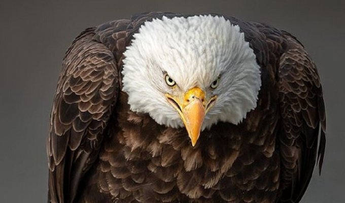 Американцы сумели спасти свою национальную птицу (4 фото)