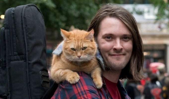 В Лондоне умер герой книг-бестселлеров рыжий уличный кот Боб (5 фото)