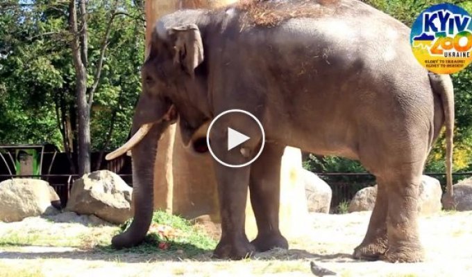 Просто милое видео из киевского зоопарка