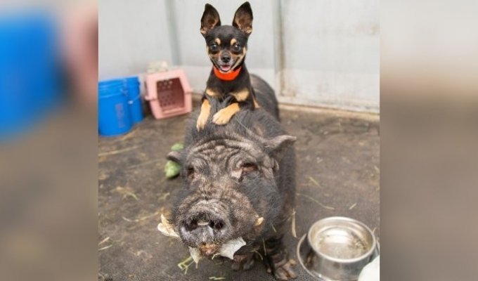 Тимон и Пумба: спасенные от жестоких хозяев пес и кабан нашли новый дом (3 фото)