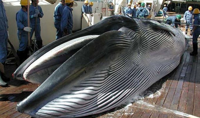 В Японии забили более 120 беременных самок китов ради "научных исследований" (4 фото)