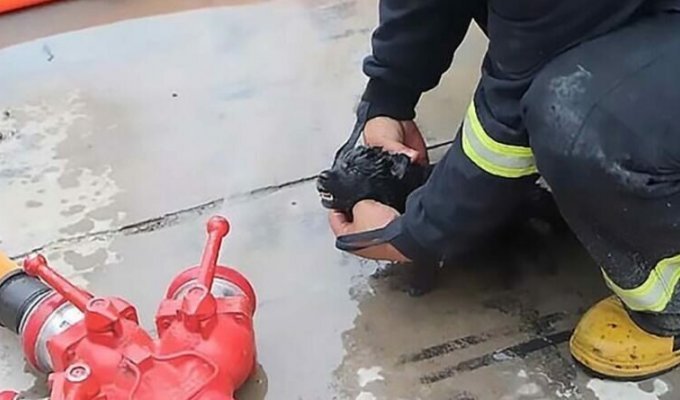 В Китае добросердечные пожарные спасли 5 щенков, оказав им первую помощь (4 фото)