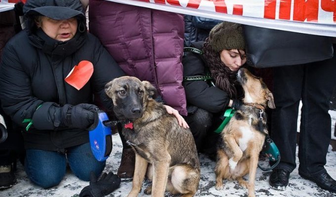  Акция протеста против отстрела бездомных собак в Москве (16 фото + текст)