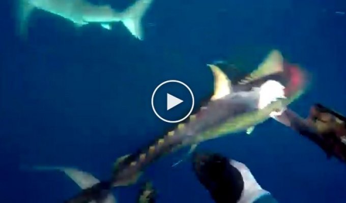 Нападение акул на подводного оходника