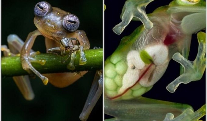 Удивительные фото и факты о стеклянных лягушках, у которых все внутри видно (8 фото)
