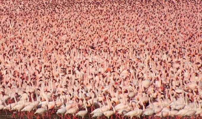 Миллионы розовых фламинго (22 фото)