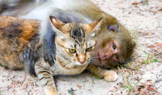 Удивительная любовь обезьянки и котов (15 Фото)
