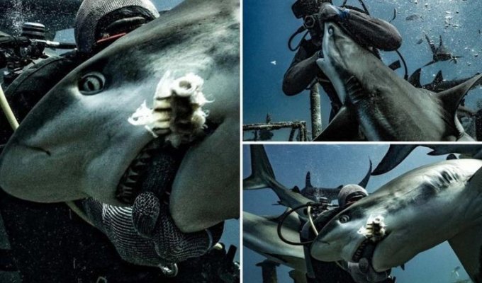 Встреча дайверов с рифовыми акулами (6 фото)