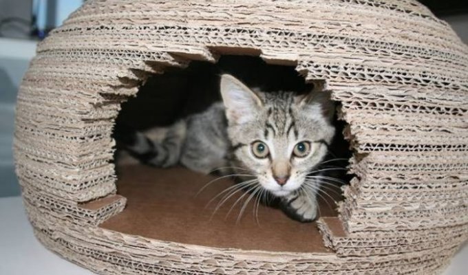 Как сделать дом для кота (7 фото)