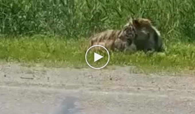 Амурский тигр вышел к поселку Приморского края и напугал жителей