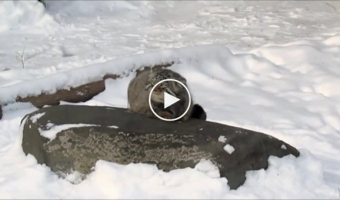 Аномальный снегопад удивил живущего в Московском зоопарке кота манула