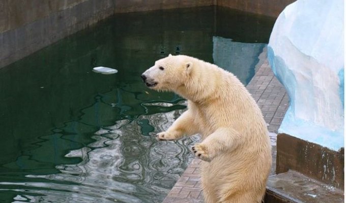 В Новосибирском зоопарке родился медвежонок (8 фото)