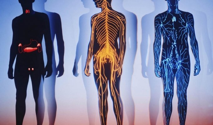 Невероятные факты о человеческом теле (11 фото)