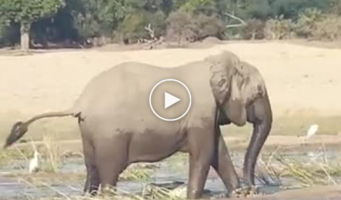 Разъяренная слониха затоптала крокодила, защищая своего детеныша