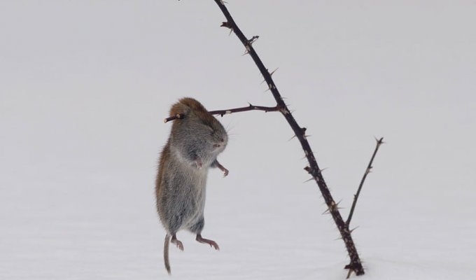 В холодильнике мышь повесилась (4 фото)
