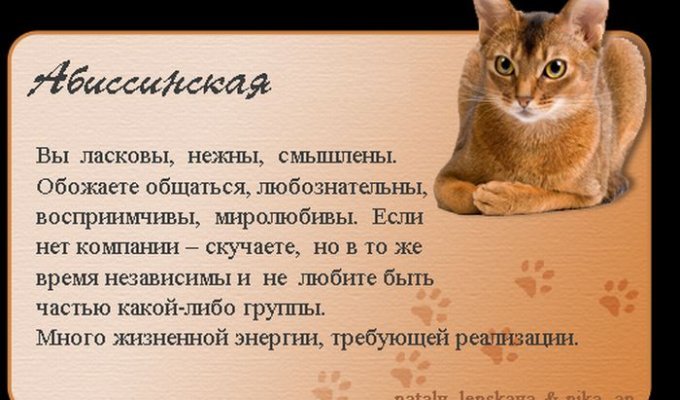 Про котов (16 картинок)