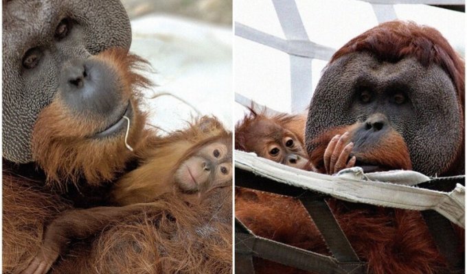 Отец-орангутан заботится о дочери после смерти ее мамы (10 фото)
