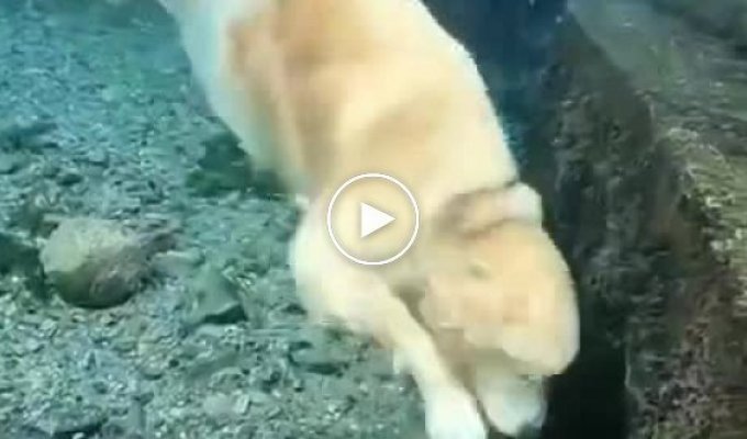 Собака, которая пытается достать свою игрушку из воды