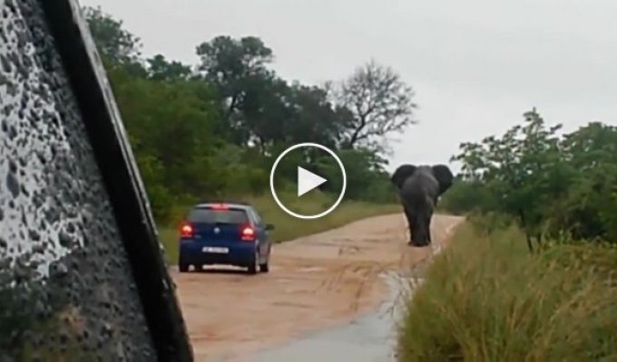 Слон атакует автомобиль