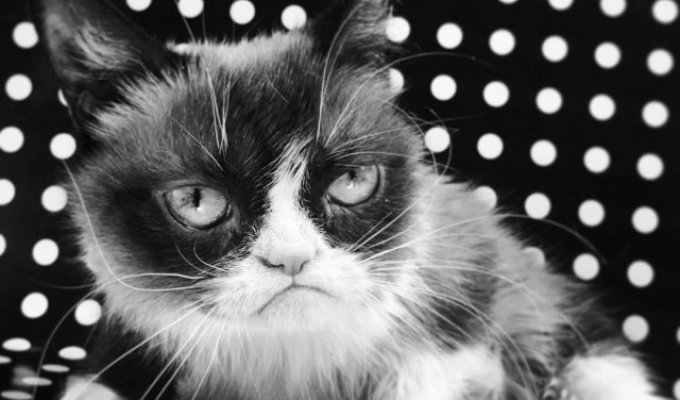 Умерла Grumpy Cat (сердитая кошка), ставшая легендарным мемом
