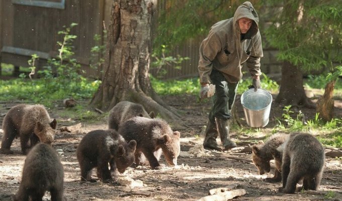 Заменил папу: российский биолог спас и воспитал 230 медвежат (9 фото + 1 видео)