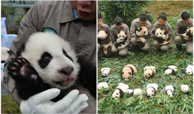 Милые фотографии 36 детенышей панды (13 фото)